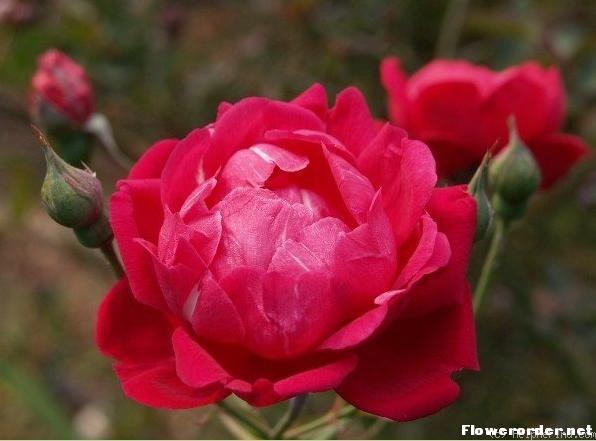 中国古老月季—— 赤龙含珠(chi long han zhu)  别名:white pearl