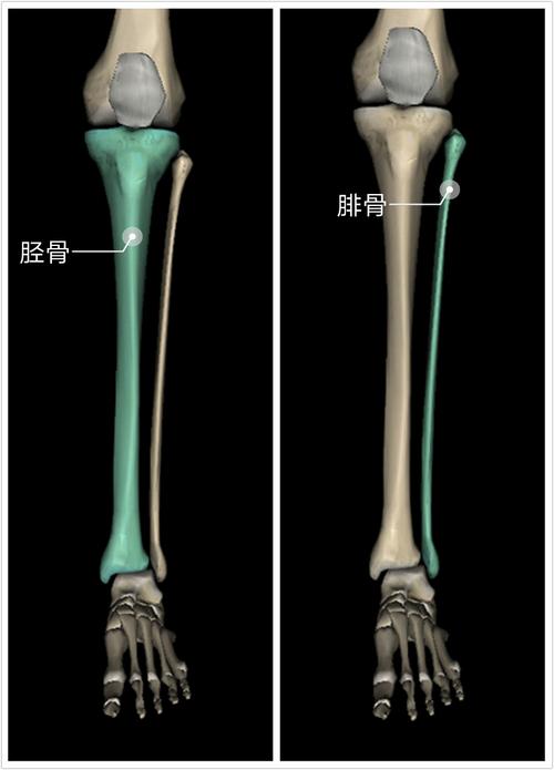 前表线解剖列车笔记第7课