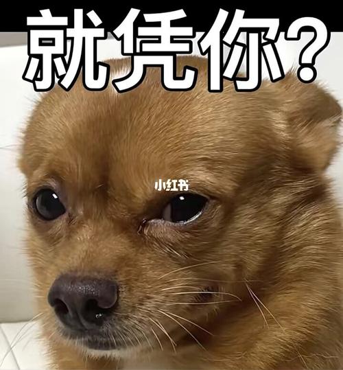 哈尼的表情包来了,自截08太喜欢哈尼了_表情包_哈尼_素材_表情包