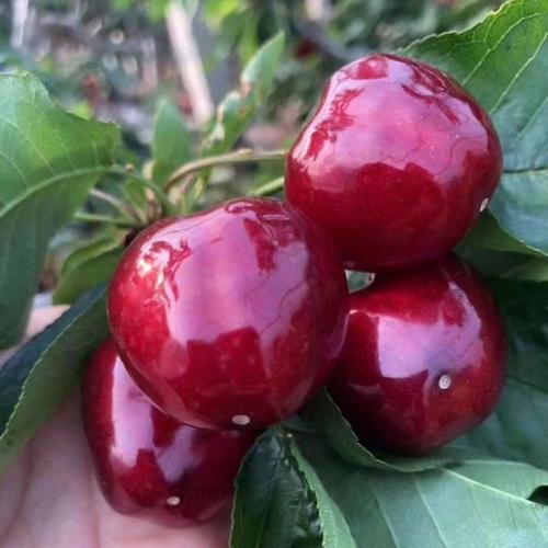 包邮 斤装 2 当季新鲜水果 现货当天采摘山东烟台美早大樱桃车厘子