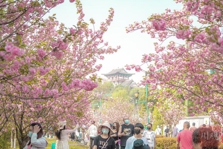 业的20余名川观拍客受邀走进青白江凤凰湖旅游景区,共赴一场樱花盛宴