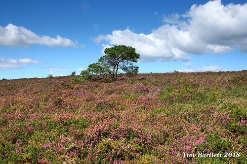 east devon heathlands