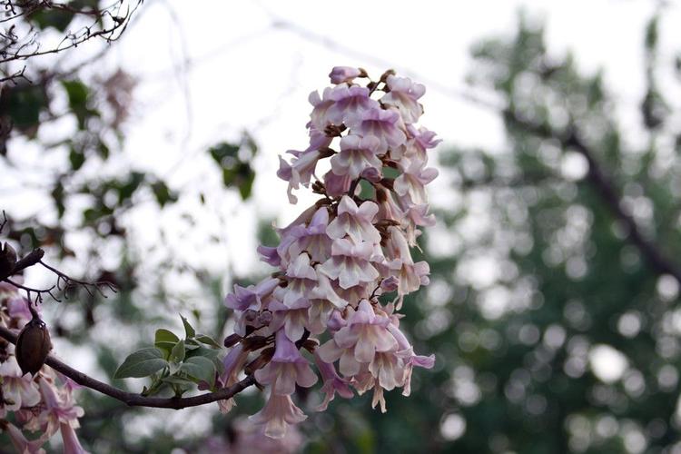 其它 梧桐花 写美篇梧桐树,"中国梧桐"是梧桐科梧桐属的植物,别名青桐
