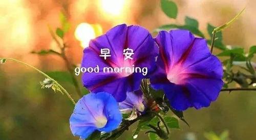 早晨好暖心问候祝福语,清晨阳光的冬天早安问候语早上