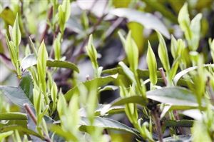 龙井茶芽