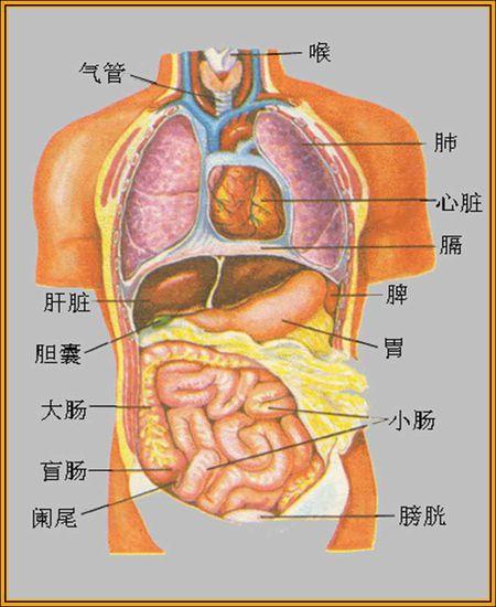 人的内脏结构图是?