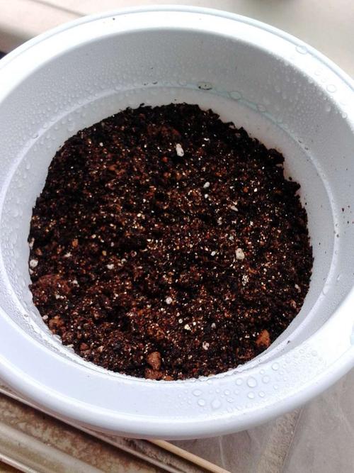 养花日记——玫瑰花