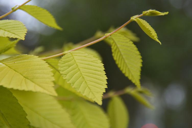 一片嫩绿的叶子 叶尖朝向阳光的方向 昂头   迎接光的洗礼 它们不需要