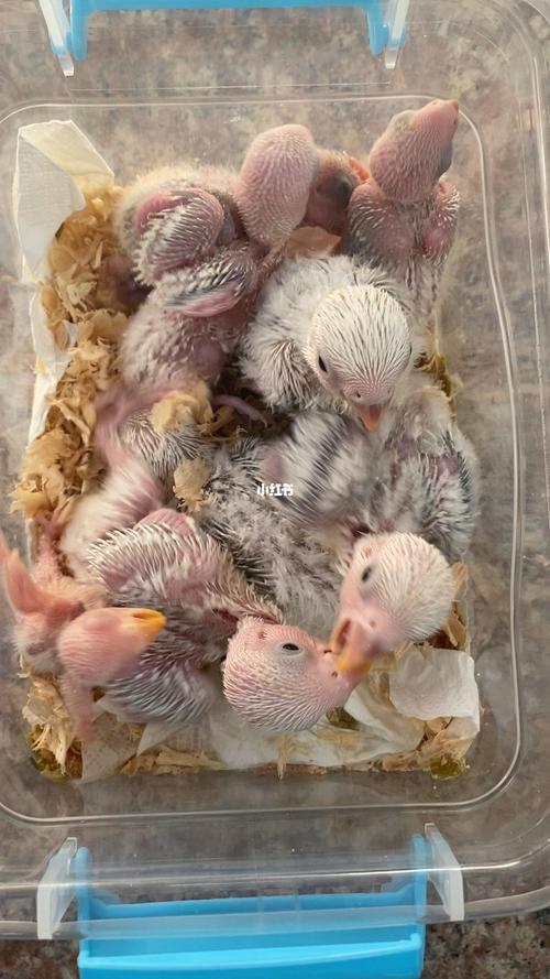 牡丹鹦鹉手养雏鸟_牡丹_手养牡丹鹦鹉_宠物_宠物其他