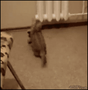 猫猫狗狗超搞笑动态图片合集!