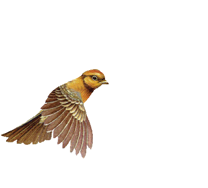 【引用】精美gif透明素材系列