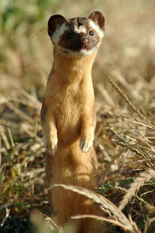 站立的黄鼠狼