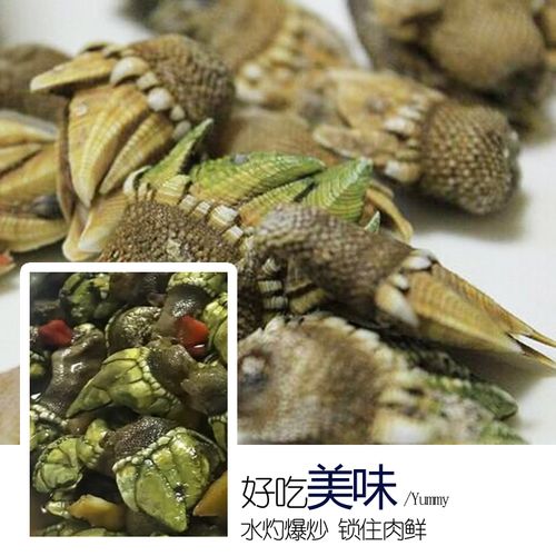 1000g2斤佛手螺鲜活大小佛手贝壳狗爪螺海螺生鲜海鲜新鲜活冰鲜_双氙