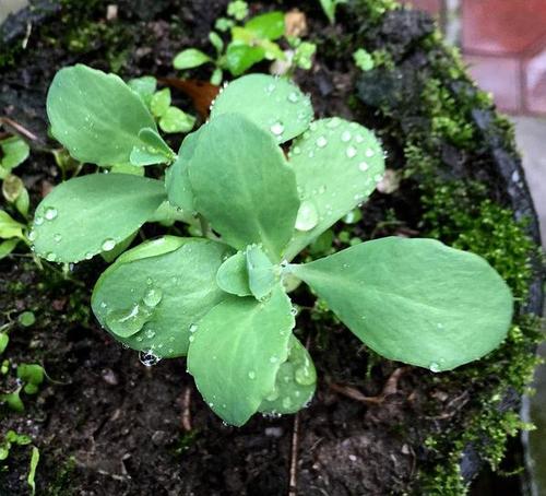 山中有雨也未能阻止我出去淘宝,只能怪眼太尖,八宝景天-- 止痒良药