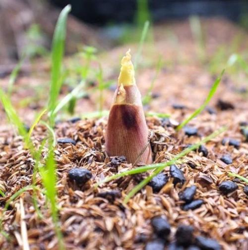 吃春天临安破土而出的春笋娇脆甜嫩只吃20天