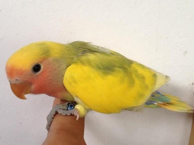 面类小鹦品系分类-牡丹鹦鹉爱好者之家