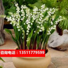 铃兰球根十颗带芽小型花苗盆栽阳台室内绿植种球风信子浓芳香花卉