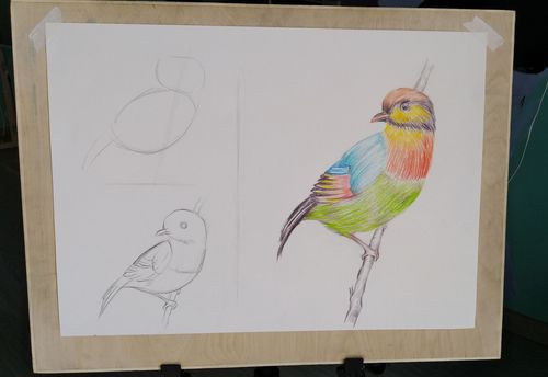 彩色铅笔画——美丽的小鸟