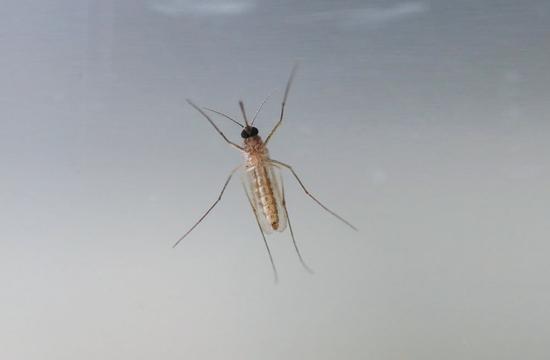 探访成都"蚊子工厂" -四川新闻-四川新闻网