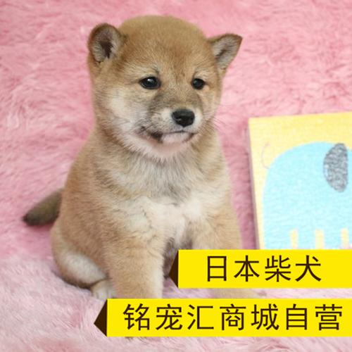 纯种日本柴犬宠物狗狗活体幼犬
