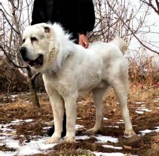出售中亚猎狼犬