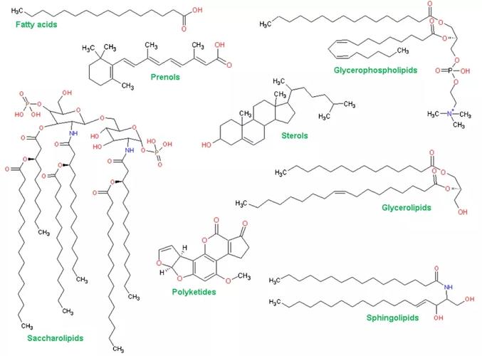 干货分享脂质组学入门资料
