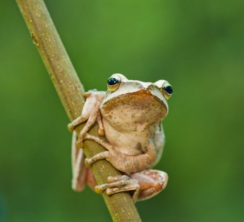 森林精灵——树蛙