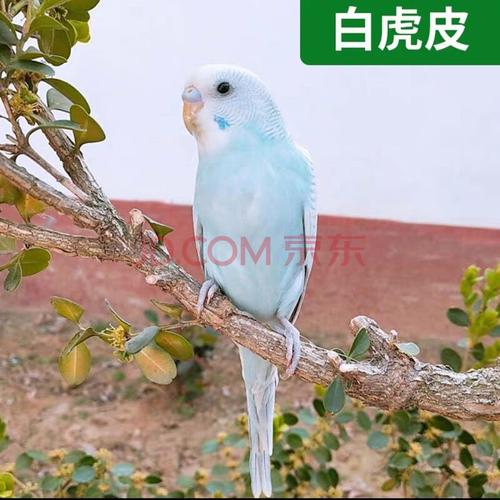 鸟活物虎皮鹦鹉牡丹鹦鹉玄风鹦鹉鸟活体鸟宠物鸟观赏鸟活体手养鸟说话