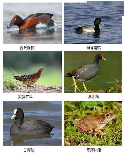 顺平老乡注意!野兔,野鸭子,狍子什么的都被禁止食用,有图片说明