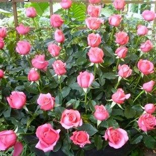 切花月季_切花月季品种