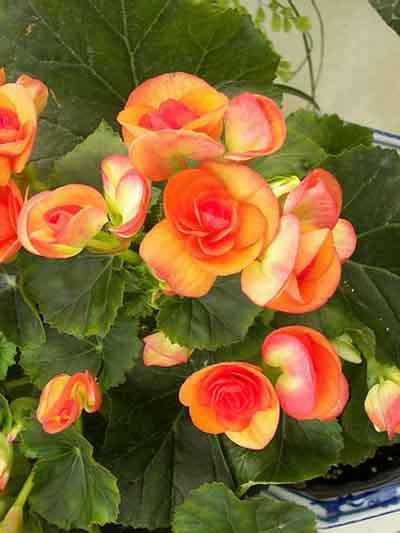 [常绿花卉]-丽格海棠 玫瑰海棠-花卉品种