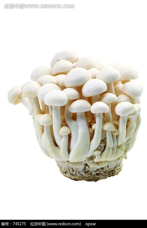 身体细长的白蘑菇叫什么.有图