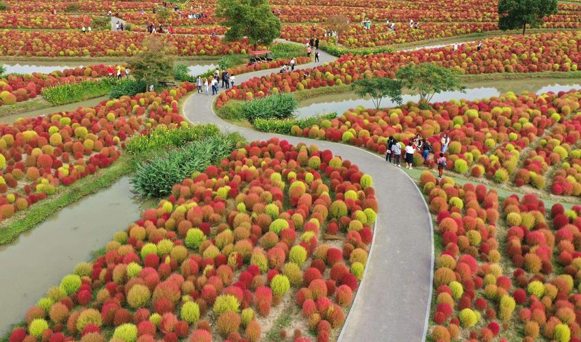 地肤(金山区朱泾镇花开海上生态园)