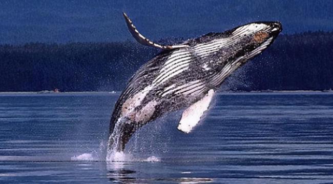 日本不顾国际舆论,坚持捕杀鲸鱼,背后意图值得各国警惕