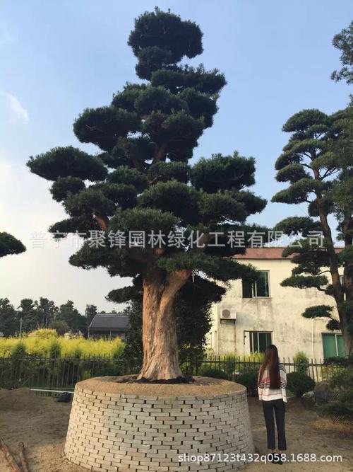 台湾罗汉松树苗树苗小叶罗汉松绿化庭院风景树种类基地直发