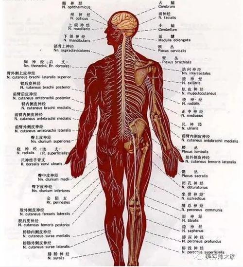 问答|史上最全的人体结构图,必须收藏!_dbody