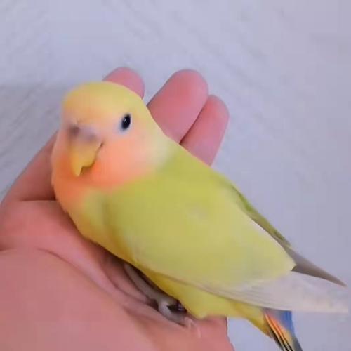 合法桃脸牡丹鹦鹉活鸟活物黄桃绿桃幼雏鸟半毛小鸟宠物鸟手养亲人