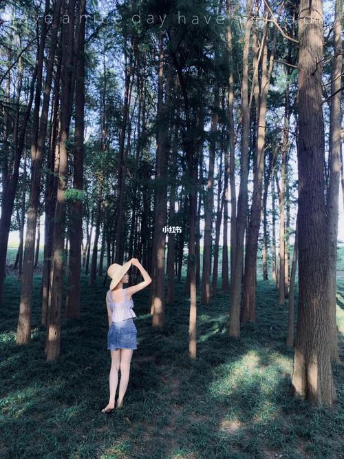 万公堤·时光森林_景点_森林_万公堤攻略_出行_人文风光展示_旅行混剪