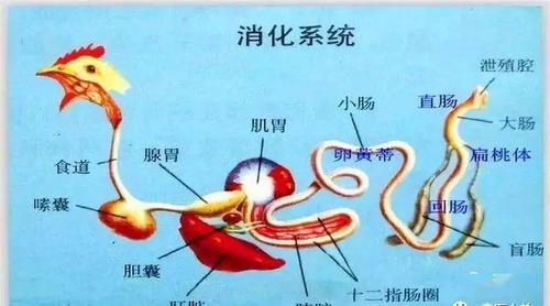 饲料通过消化道只有4小时,停产鸡8小时,抱鸡12小时.
