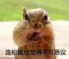 连松鼠也觉得不可思议