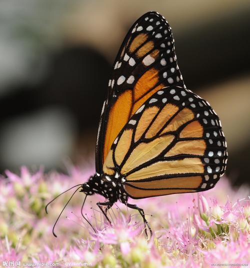 15:51  提问者采纳 monarch butterfly  黑脉金斑蝶,就是帝王蝶 提问