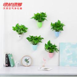 绿萝壁挂挂墙墙上的绿植花架花盆水养水培客厅装饰半圆创意小盆栽