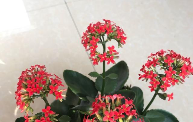 小满后养大叶凤尾长寿花,按照4步走,叶片大开花多