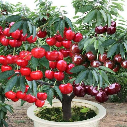 车厘子大樱桃嫁接果树苗耐寒耐旱当年结果四季盆栽地载南北方种植