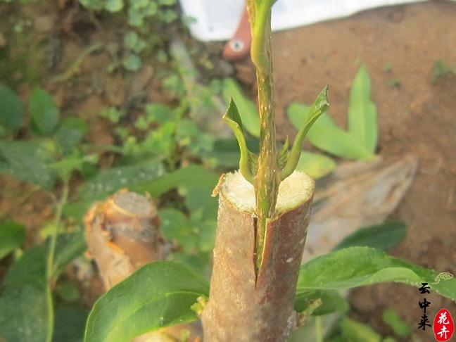 苗木嫁接为什么不成活_鄢陵花木网