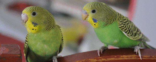 室内养虎皮鹦鹉对人体有害吗