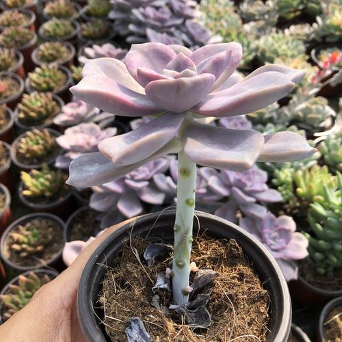 多肉紫乐老桩悬崖多头生粉紫色植物微波炉清洁器