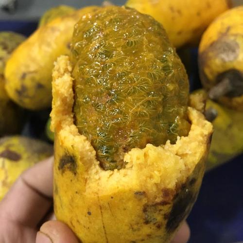 5斤 牛卵坨果新鲜水果九月黄现摘野生黄皮八月瓜炸木通果牛哈卵10