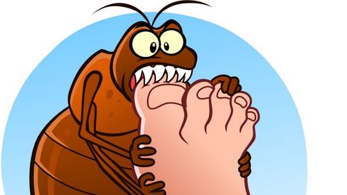 消灭bedbugs臭虫的惨痛经历
