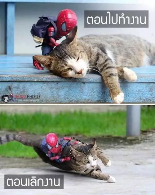 蜘蛛侠跟猫咪的暖心日常,羡慕这样的好基友啊!